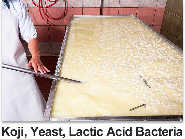 Koji, Yeast, Lactic Acid Bacteria